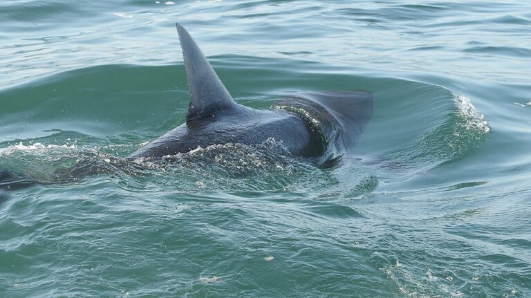 Shark sightings spike near America's beaches as July 4 crowds head to shore for weekend