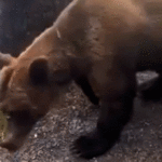 Terrified hikers face nightmare survival scenario after heart-pounding grizzly bear encounter