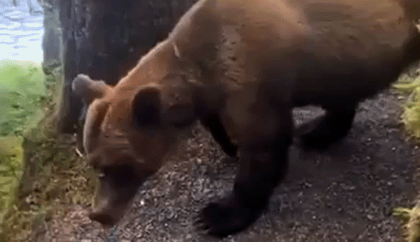 Terrified hikers face nightmare survival scenario after heart-pounding grizzly bear encounter