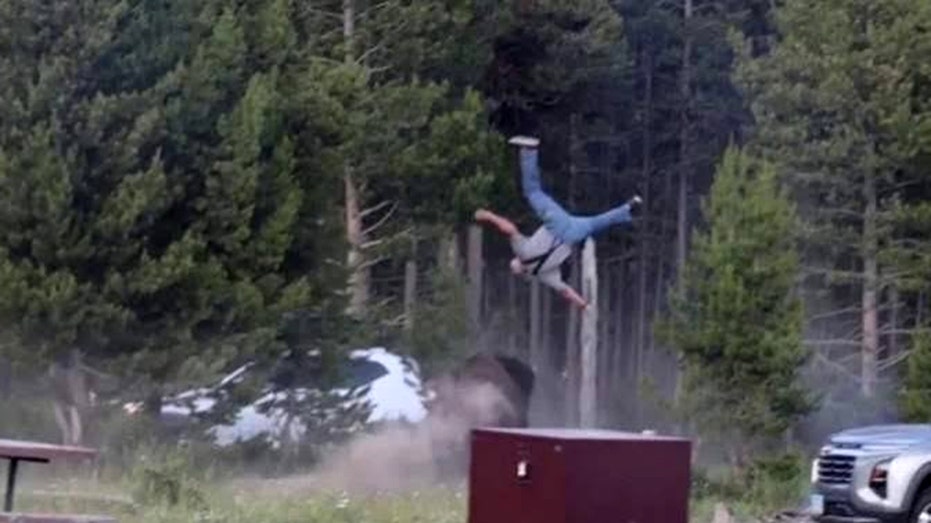 Yellowstone officials decide fate of bison that launched grandfather 8 feet in air